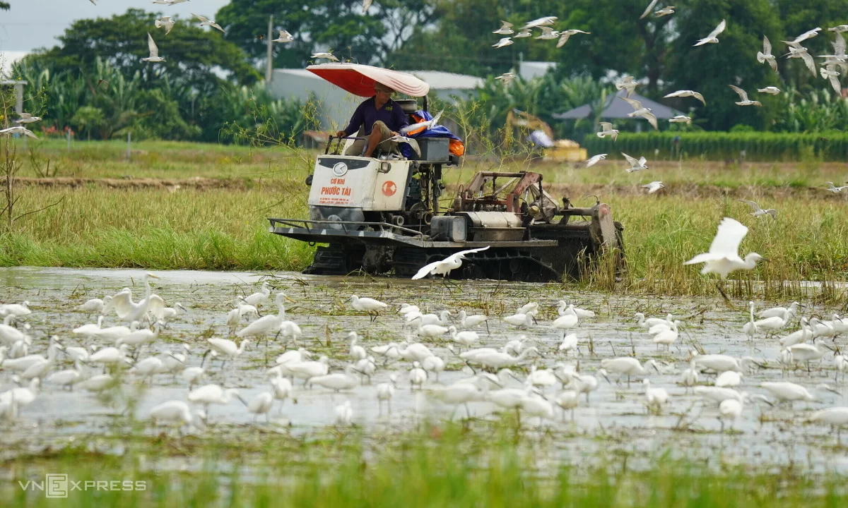 Đàn cò 'đánh chén' trên cánh đồng mùa nước rút