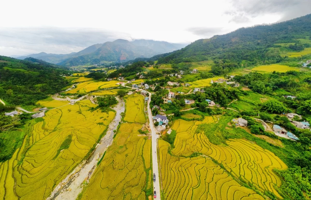 Lúa chín vàng, lau nở trắng Bình Liêu