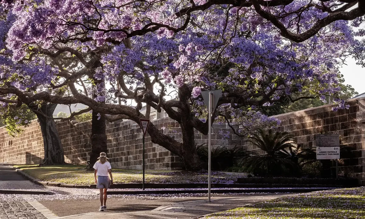 Mùa phượng tím nở rộ ở Sydney-1.webp