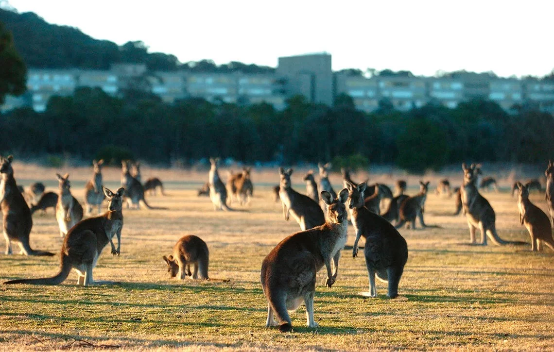 Thịt kangaroo  đặc sản gây tranh cãi của Australia-1.webp
